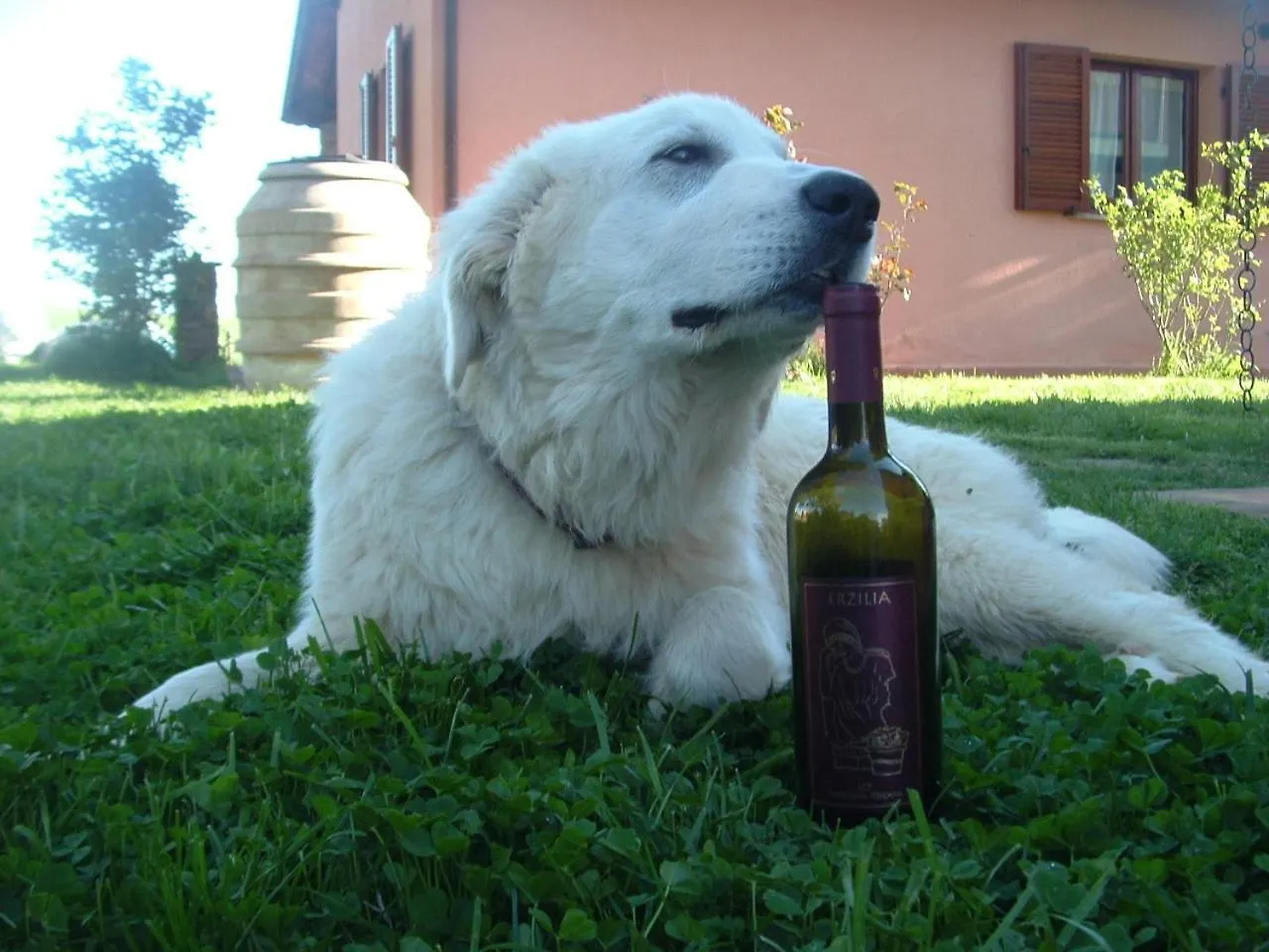 Agriturismo Pian Dei Pini Montiano  Montiano (Tuscany)