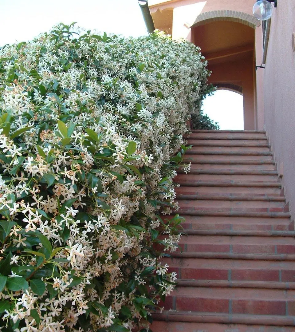 Agriturismo Pian Dei Pini Montiano  Farm stay Montiano (Tuscany)